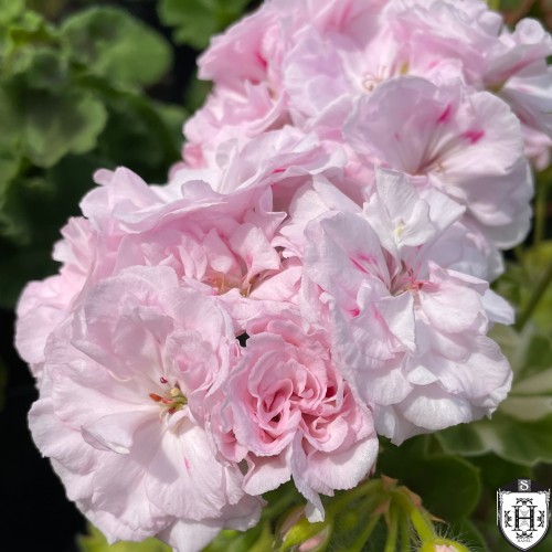 Pelargonium 'Rococo' - Pelargoon 'Rococo' P9/0,55L